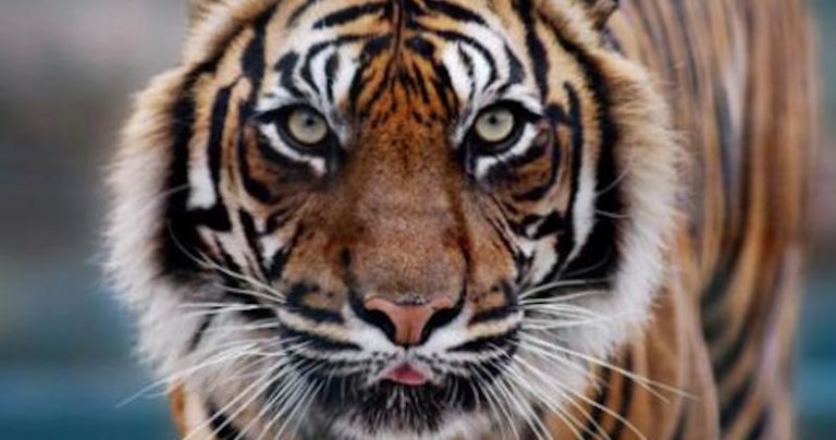 tiger champawat