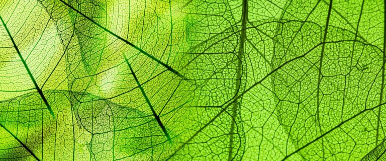 green foliage