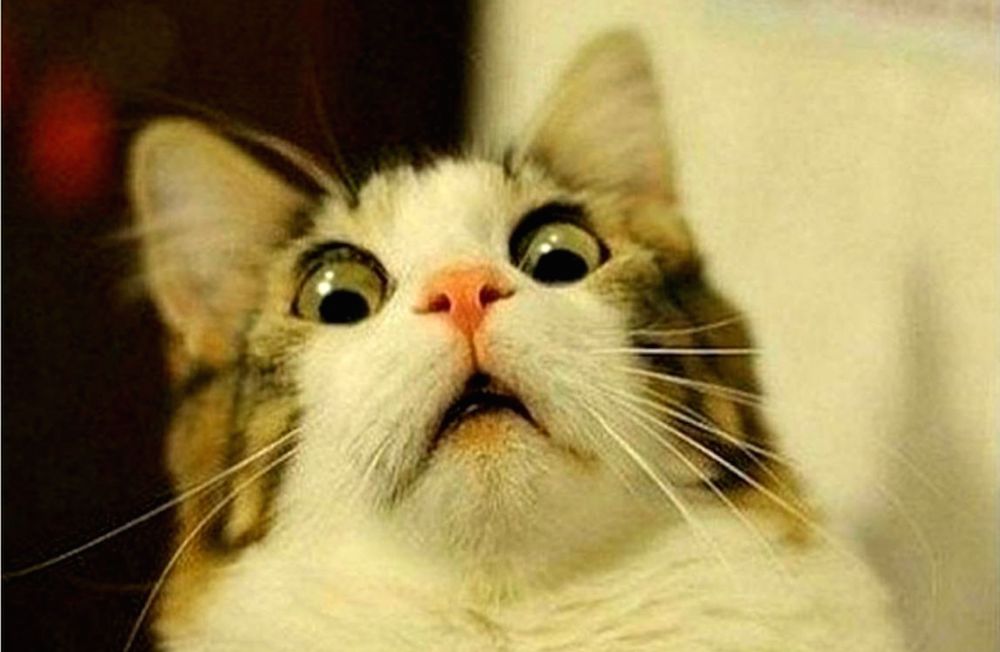 Literary Hub » fail cat