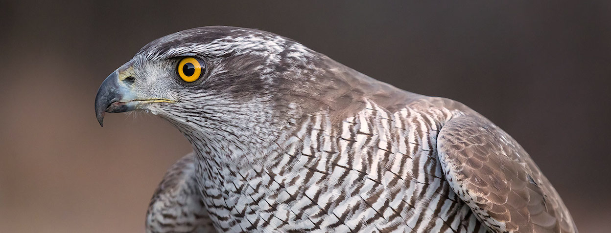Falconry as therapy ‹ Literary Hub
