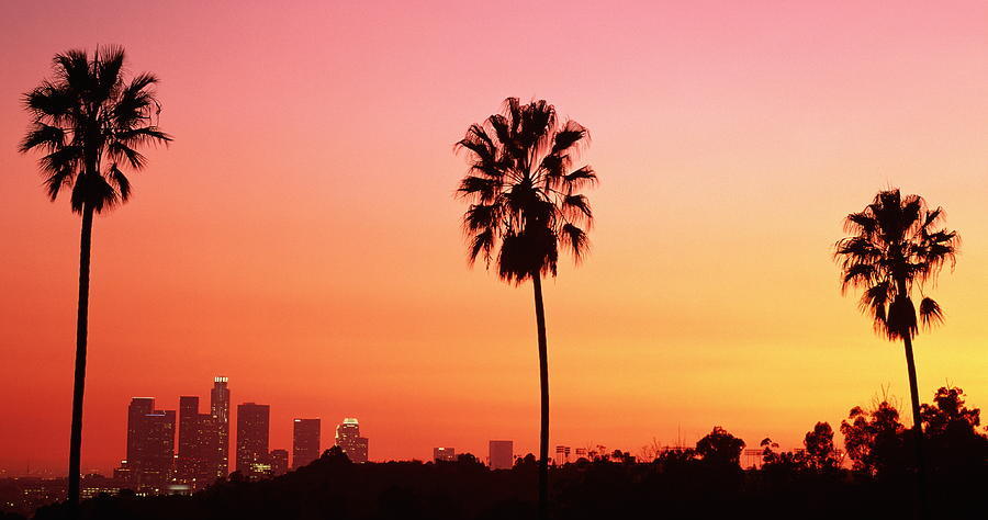 los angeles palm trees sunset