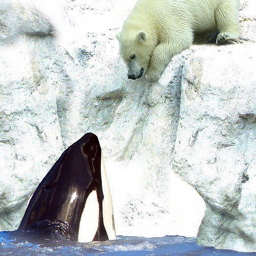 Polar Bear Whale Literary Hub