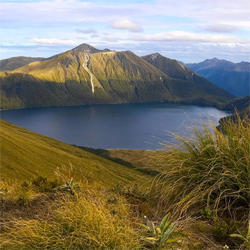 NZ