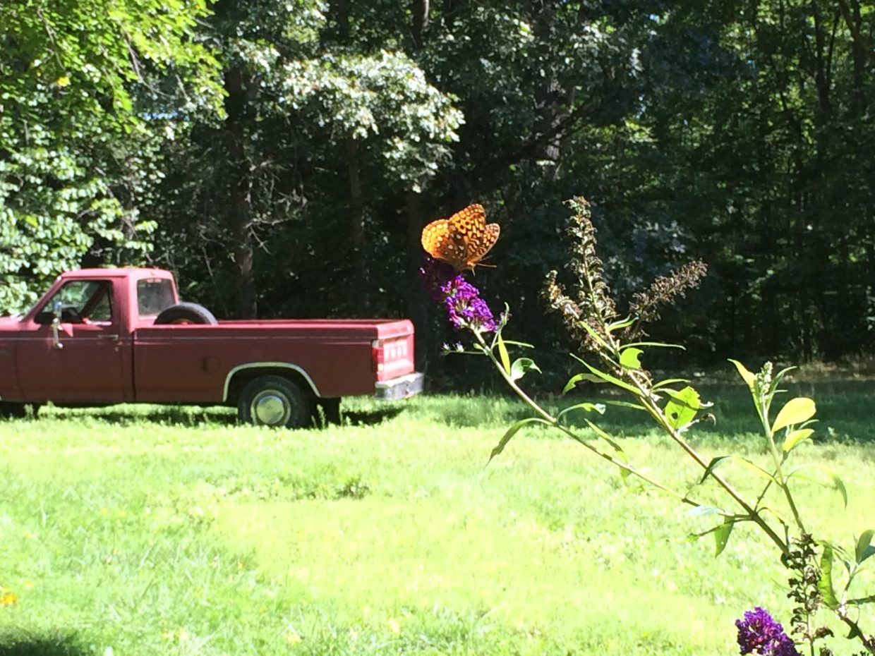 butterfly truck