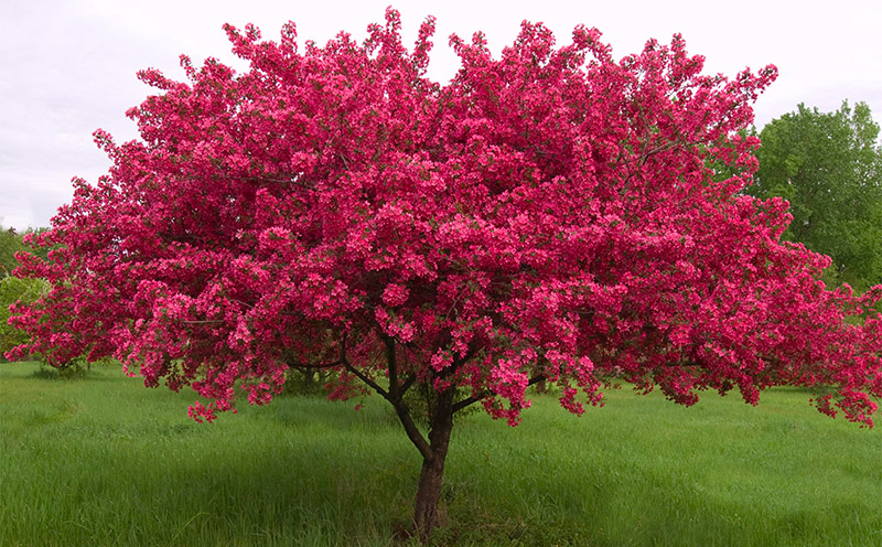 scarlet brandywine crabapple