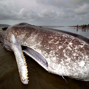 moby dick beached