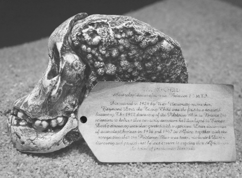 Cast of the Taung Child fossil displayed in hands-on exhibit at the Origins Centre, University of the Witwatersrand, 2013. (L. Pyne)