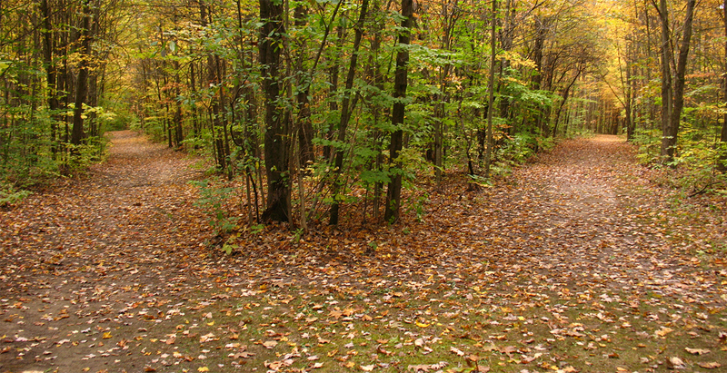 The 18 Most Memorable Trees in Literature ‹ Literary Hub