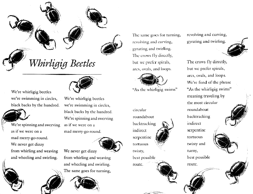 whirligig beetle diagram