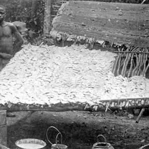 How <em>Heart of Darkness</em> Revealed the Horror of Congo's Rubber Trade