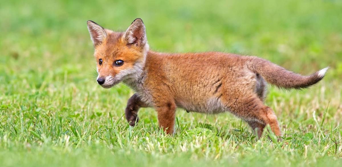 What Do Baby Foxes Sound Like? 