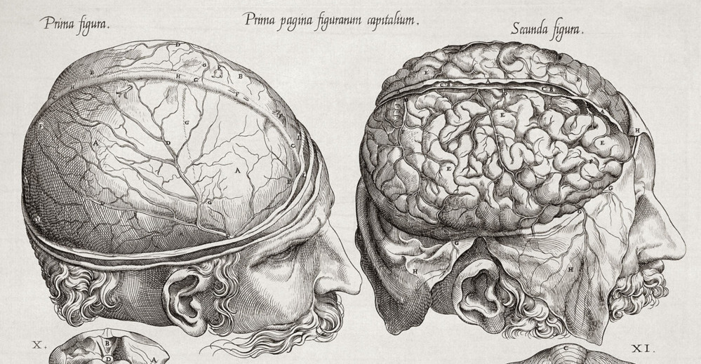 More brains. Мужской головной мозг арт. Brain May графический портрет. Art Schizophrenia Brain. Омега Zein Brain.
