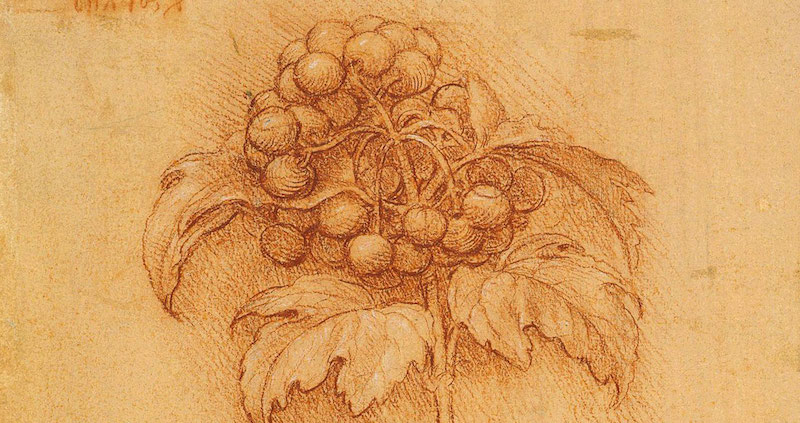 On Recreating Leonardo da Vinci's Vineyard (and His Wine) ‹ Literary Hub