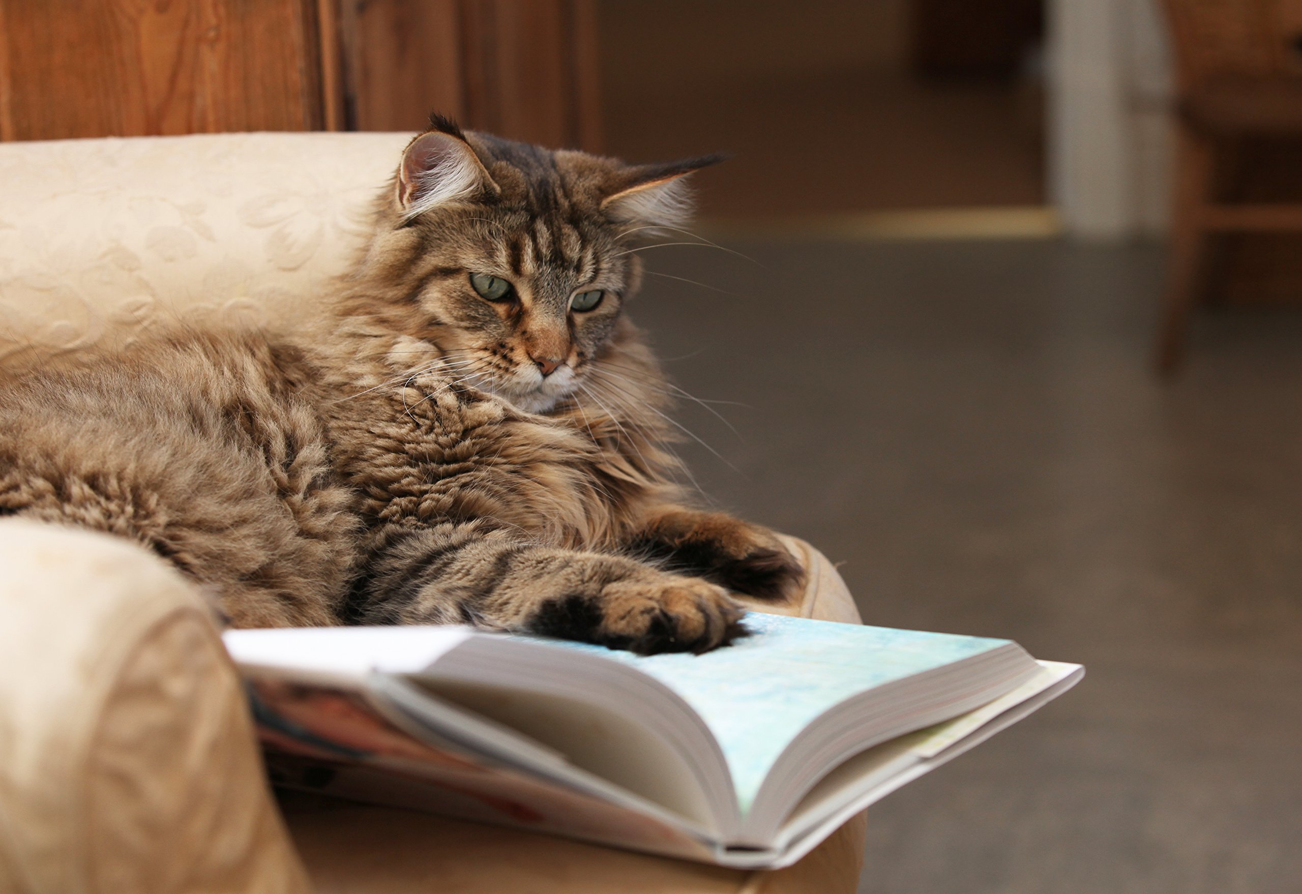 cat reading