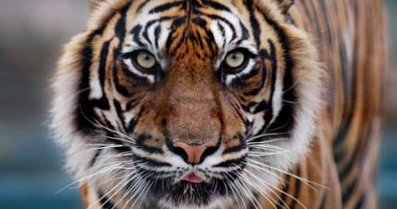 Tigers Don't Eat Humans, So Why Did This One Kill Over 400 People? ‹  Literary Hub