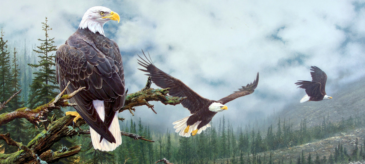 Bald Eagle: National symbol, bird of 'bad moral character'? - - The  Adirondack Almanack