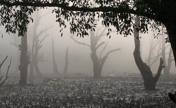 Sundarbans National Park.