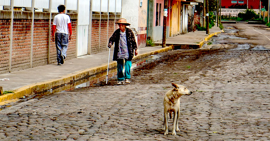 Mexican deals street dog