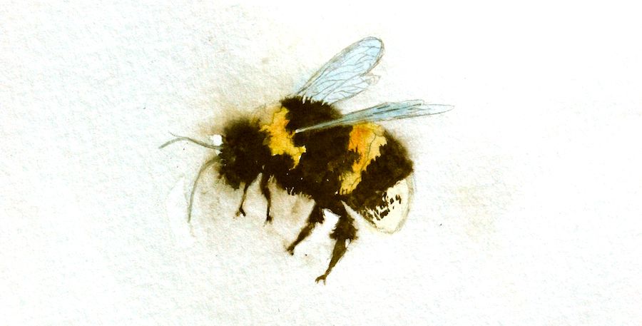 Bumble bees are not just for killing - Honey Bee Suite