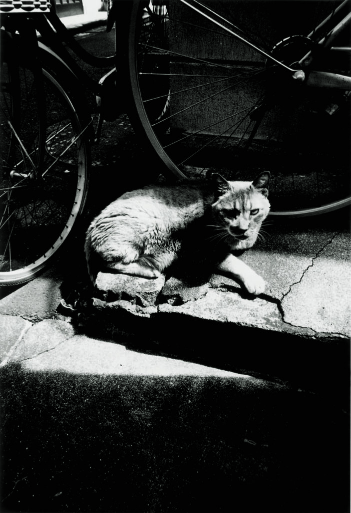 Daido Moriyama