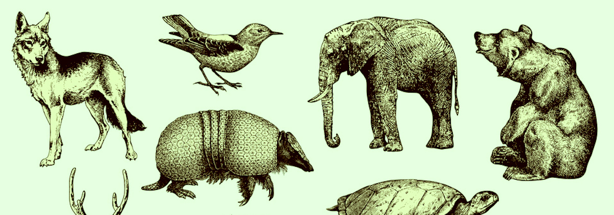 World Wildlife Day Drawing Easy, Very Easy Drawing Of Wild Animals On Earth