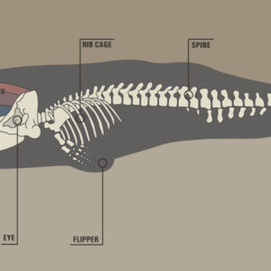The Encyclopedic Genius of<br> Melville's Masterpiece