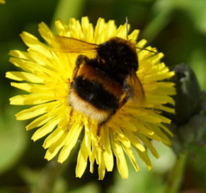 bee