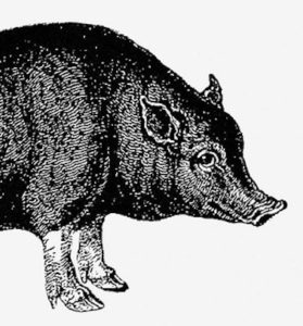 Pig shade drawing