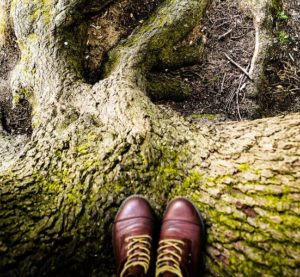 tree roots