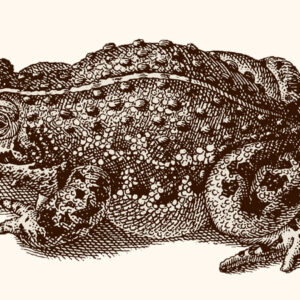 Umberto Eco on the Elusive Concept of Ugliness