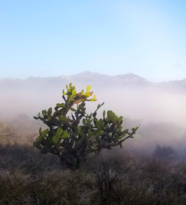 desert