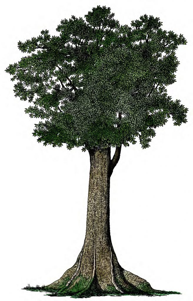 Diok Tree Literary Hub » Three Trees That Tell the Story of Ancient Cultures