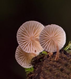 mushroom