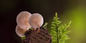 mushroom