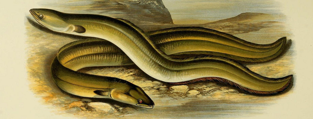 On The Many Mysteries Of The European Eel Literary Hub