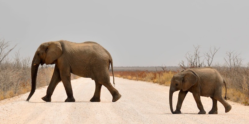 How Elephant Matriarchs Gain Power as They Age ‹ Literary Hub