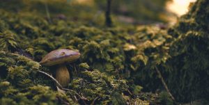 mushroom