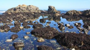 california tide pool
