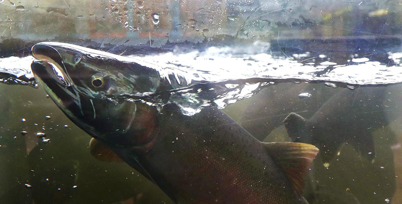 Podcast: Talking Salmon (and other fish) with Mark Kurlansky