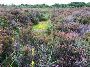 Ardee Bog photo by Katie Holten