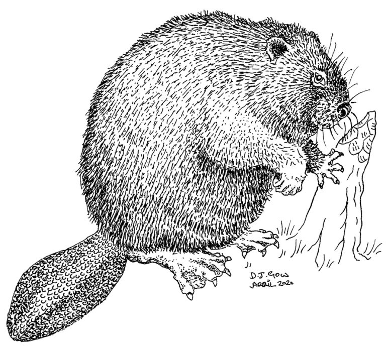 All Hail the Beaver, Mighty Linchpin of the Natural World ‹ Literary Hub