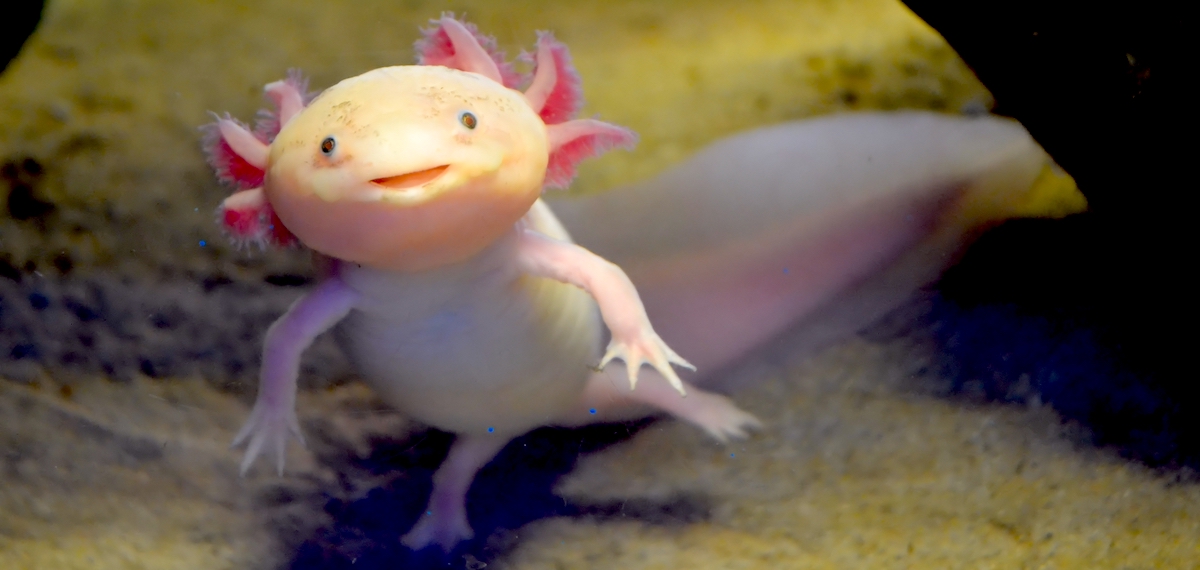 When in Doubt, Smile Like an Axolotl ‹ Literary Hub