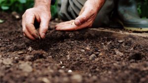 sowing seeds