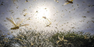 Khaled Mattawa, feature image