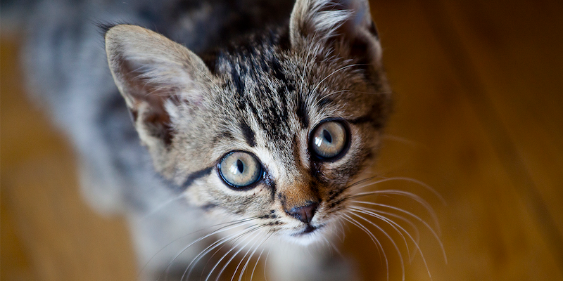 Cats don't like human music — play them this instead