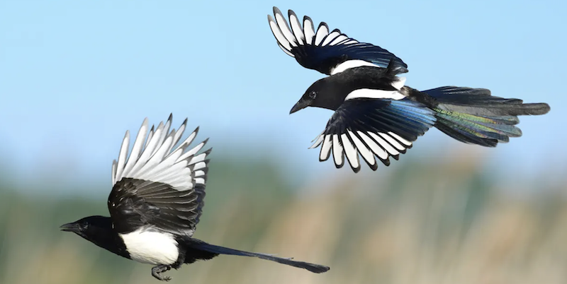 Nature curiosity: How do birds learn to fly?