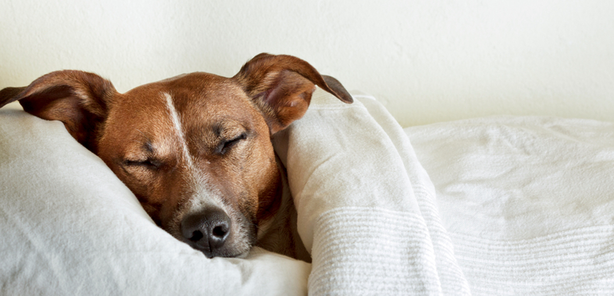 Do Dogs Really Dream? ‹ Literary Hub