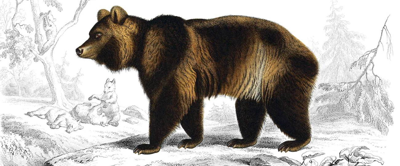 GRIZZLY BEAR definition and meaning