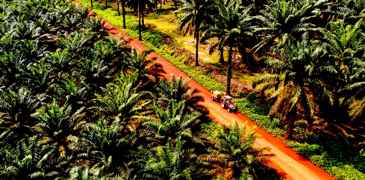 Is Palm Oil Bad for You? What You Need to Know