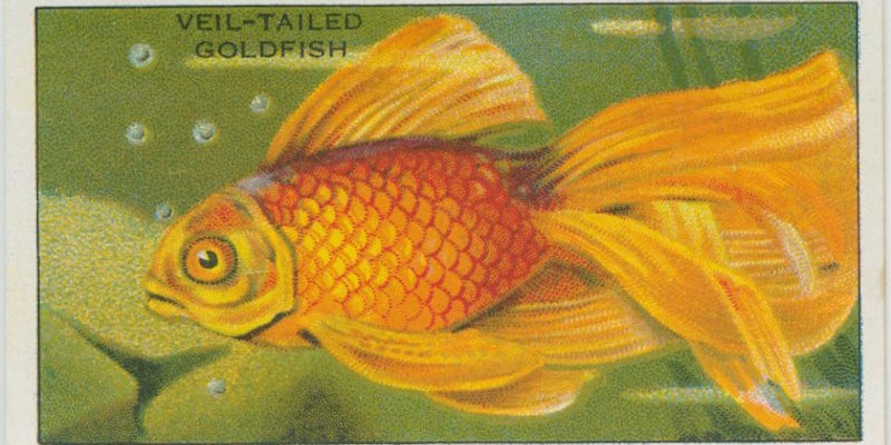 remember-when-the-goldfish-won-the-pulitzer-literary-hub